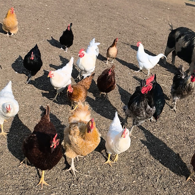 Image: meet the chickens