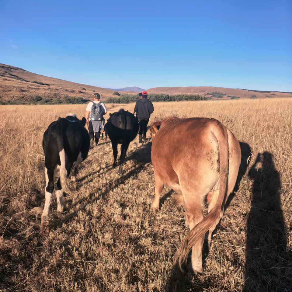 Walking with the cattle across the Waterhoek grasslands