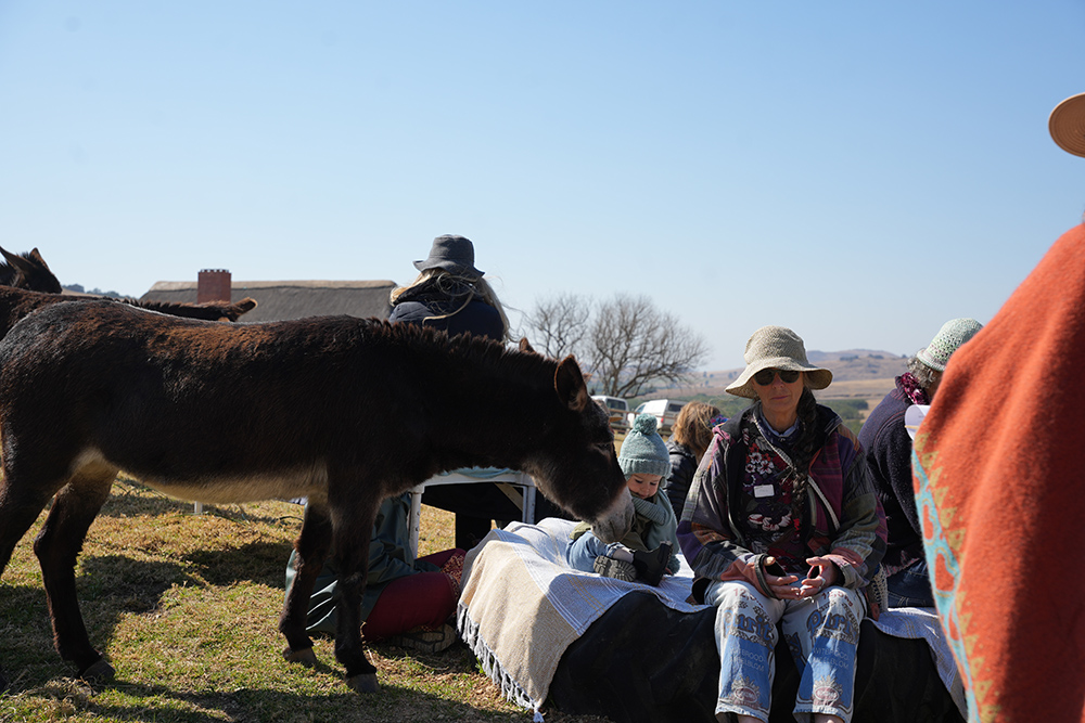 The Donkeys of Amana Sanctuary — photo 1