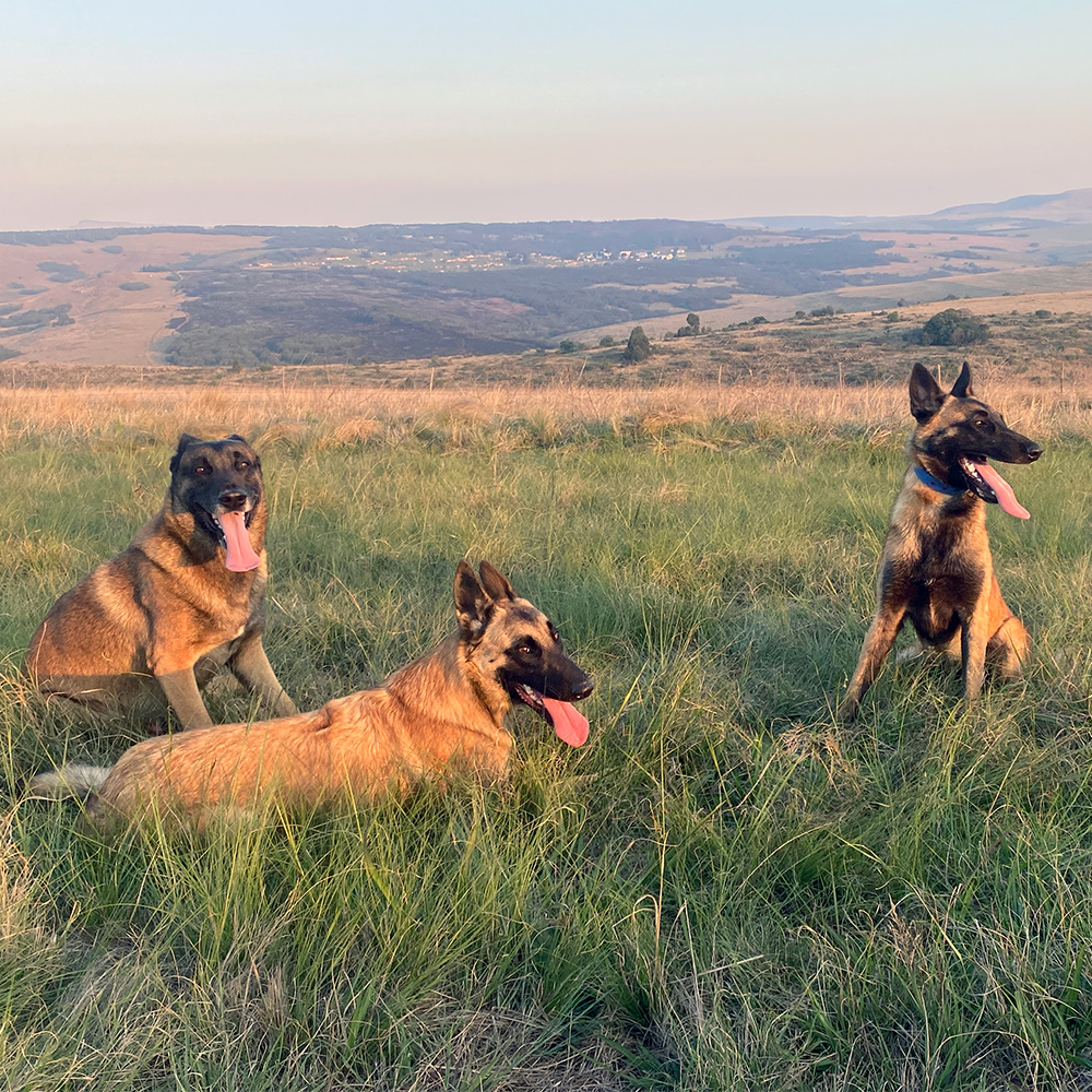 Three farm dogs resting in tall grass with the Midlands valley behind them