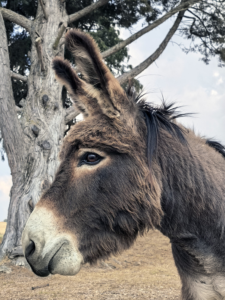 Image: Rescue Donkeys