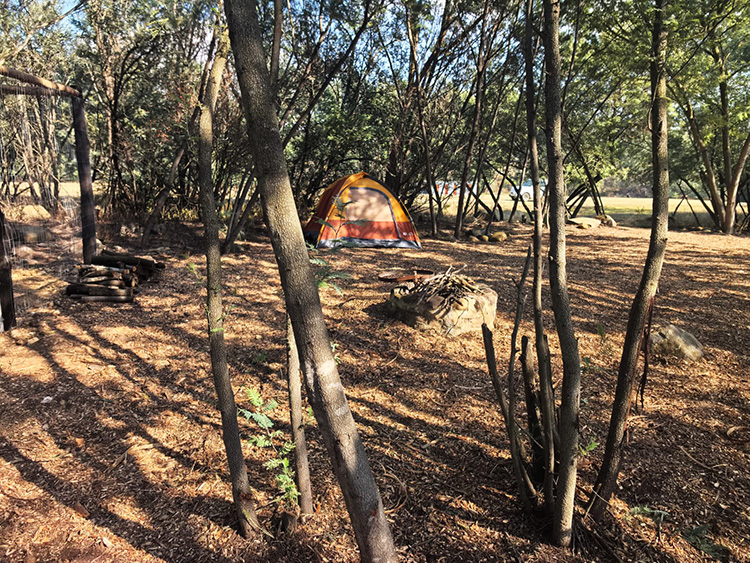 Camp 5 • Silent Forest - Dappled light over the pitch