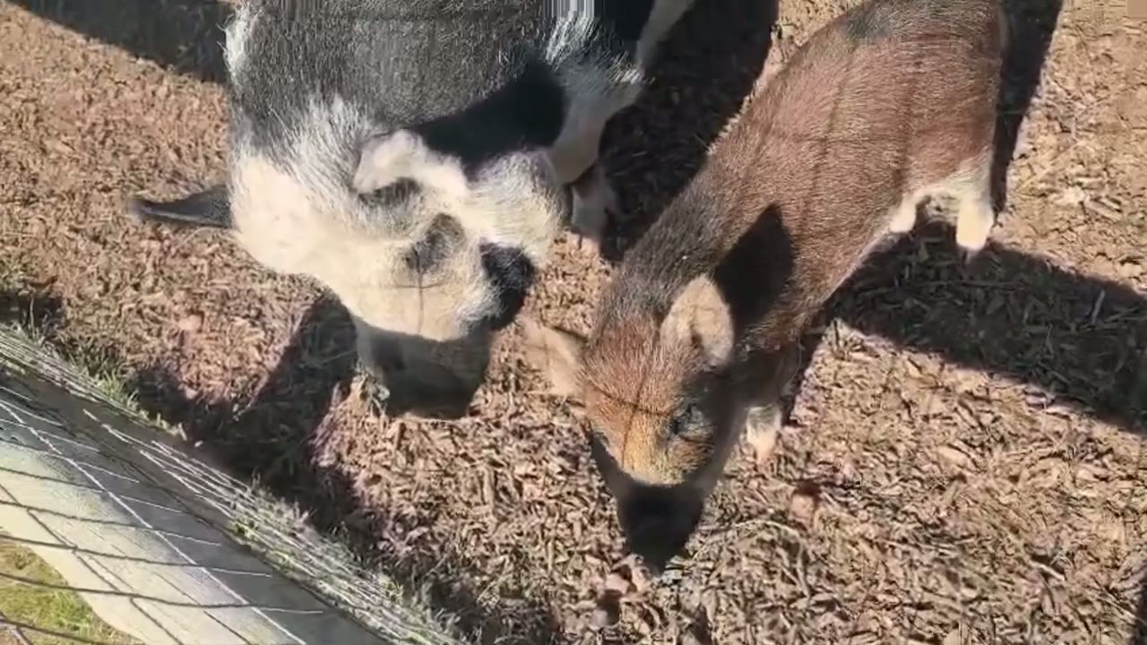 Animal rescue story