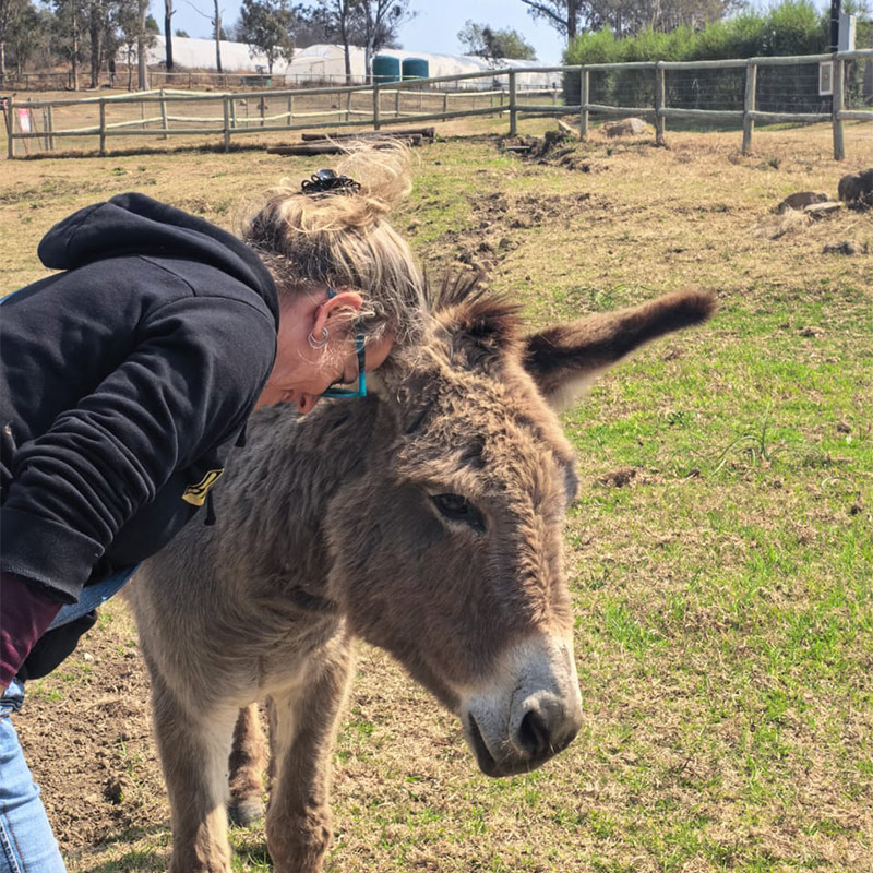 The Donkeys of Amana Sanctuary — photo 3