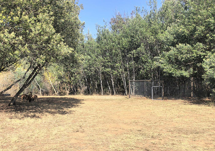 Camp 8 • Breath of Heaven - Open pitch with donkeys grazing under the trees