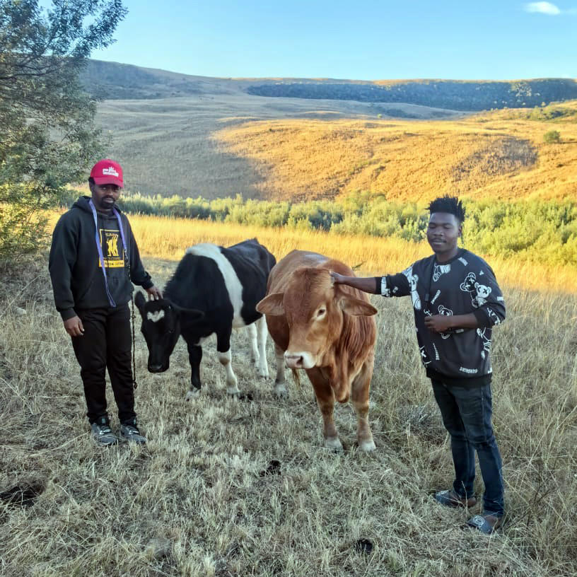 Owami and Sthe spending time with the Waterhoek cattle