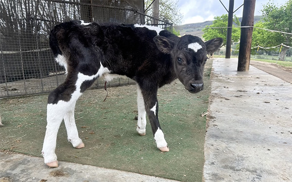 A safer life on the farm - video