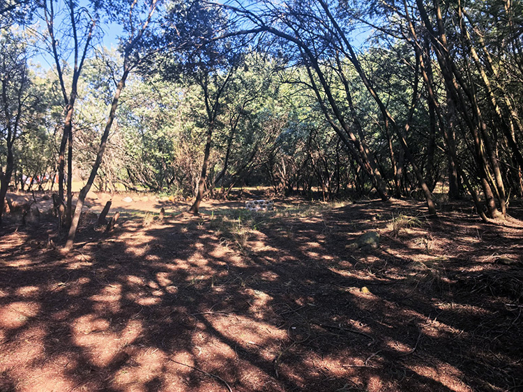 Camp 3 • Dancing Wind - Open woodland clearing