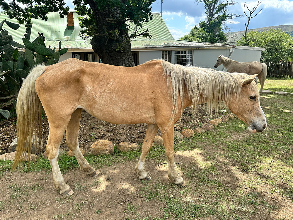 Clarabella – A Second Chance at Life — photo 1
