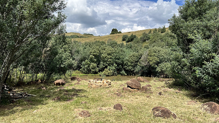 Camp 7 • Wattle Grove - Grassy clearing with fire ring and hills beyond