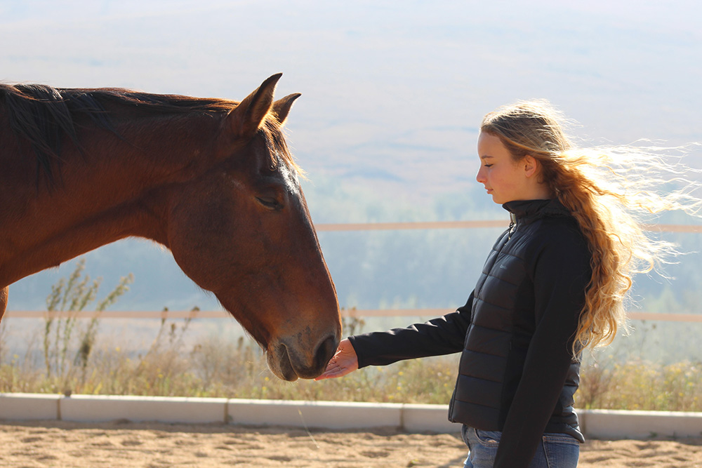 Young woman offering her hand to a bay horse in an open arena