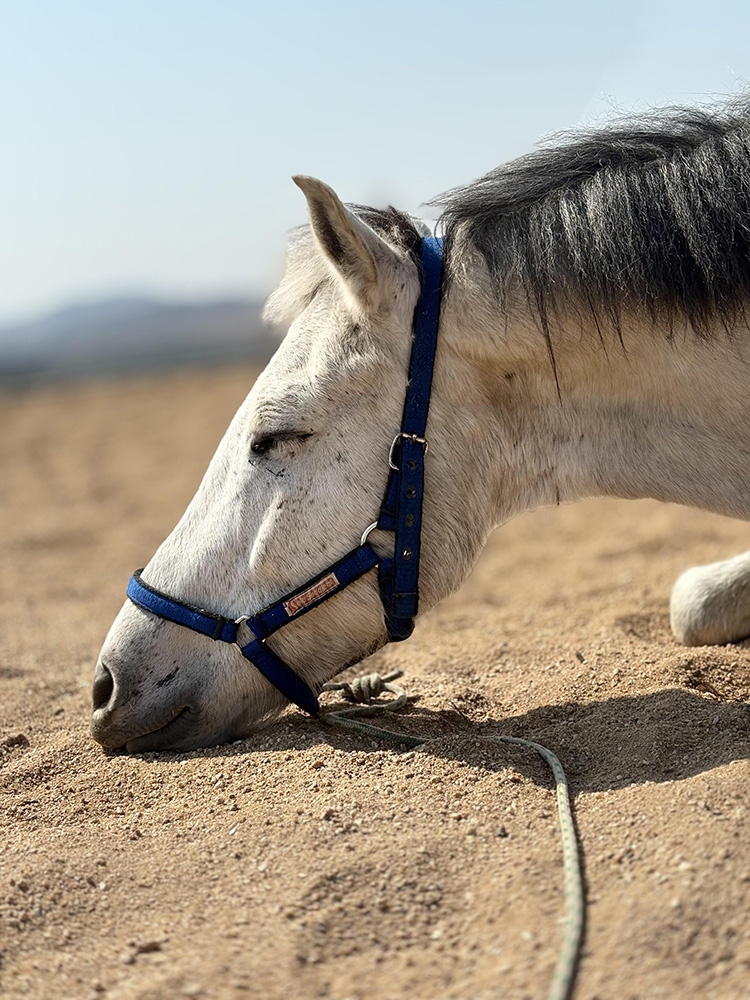 Horse wearing a blue halter resting peacefully in dry grassland