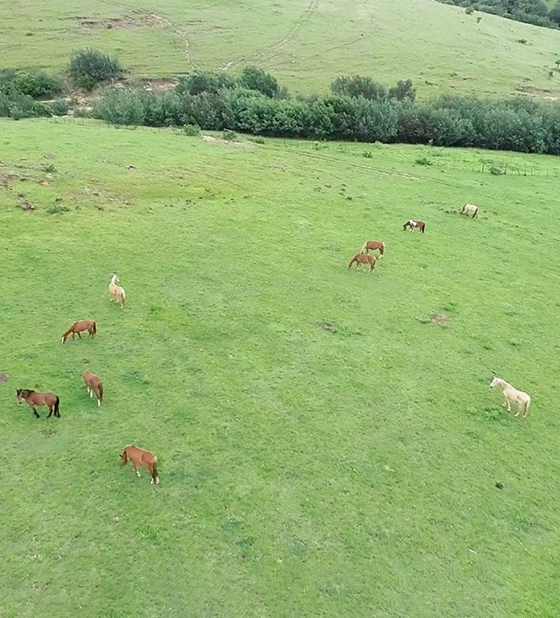 Image: horses and donkeys grazing across a green hillside pasture