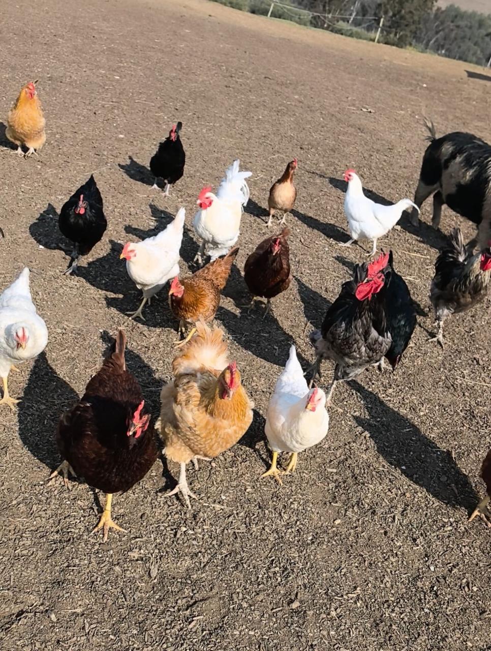 Our chickens in the farmyard at Amana