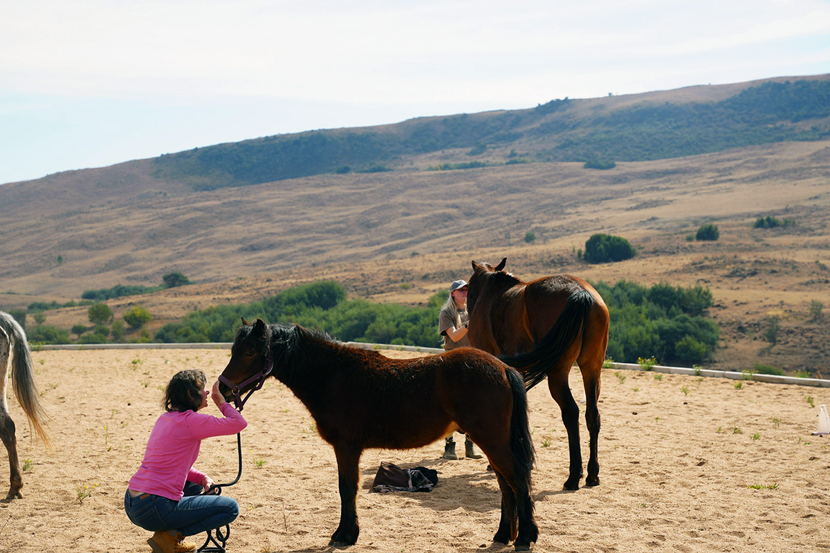 Farm teaching moment with horses and mentors