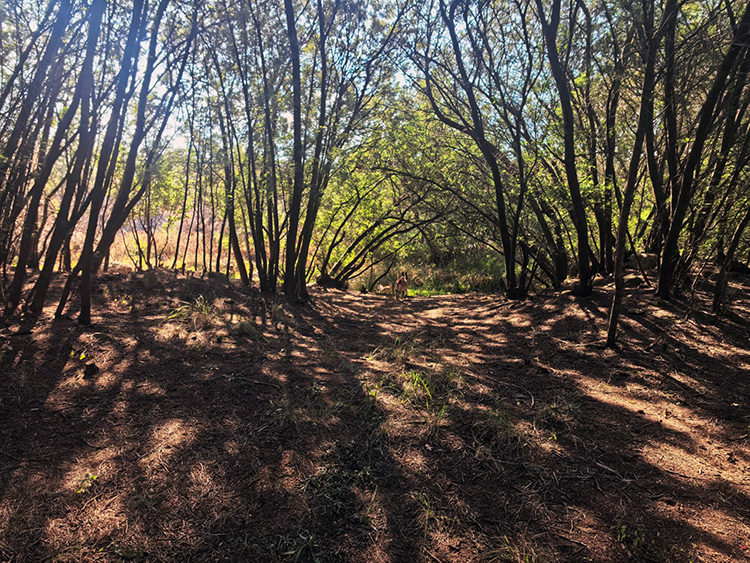 Camp 3 • Dancing Wind - Dappled light through the trees