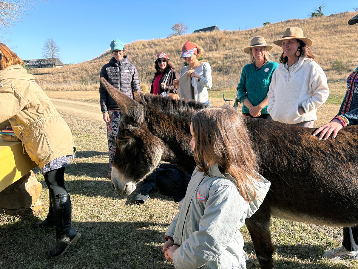 Horses / farm animals