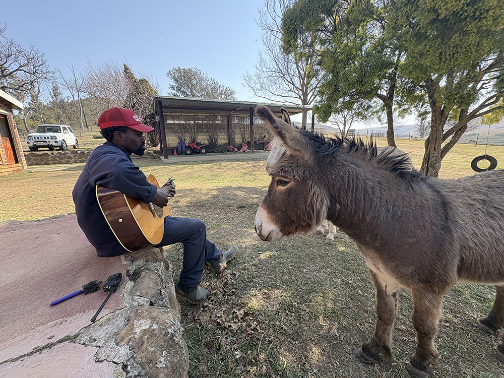 The Donkeys of Amana Sanctuary — photo 2
