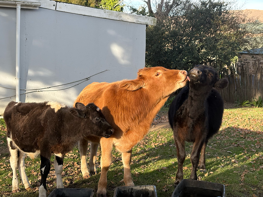 Image: meet the cows