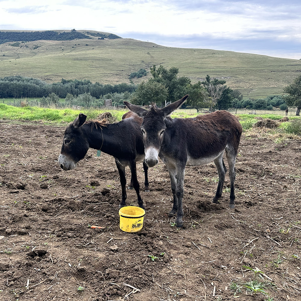 The donkey who joined the meditations - before