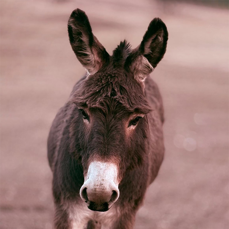Image: meet the donkeys
