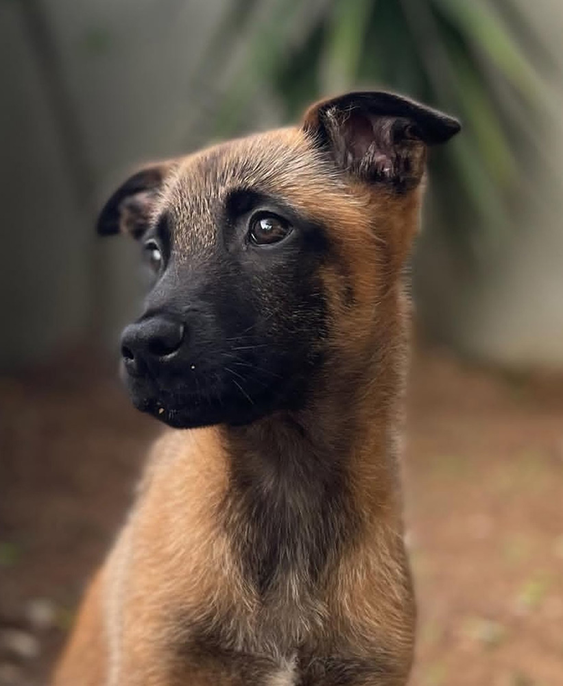 Image: Trigger the Gentle Protector