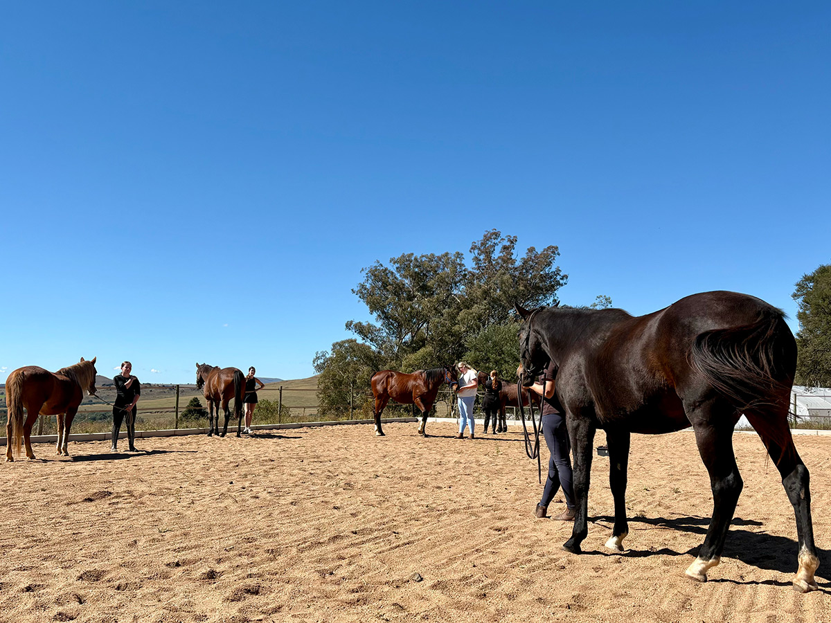 Group learning with horses in the arena