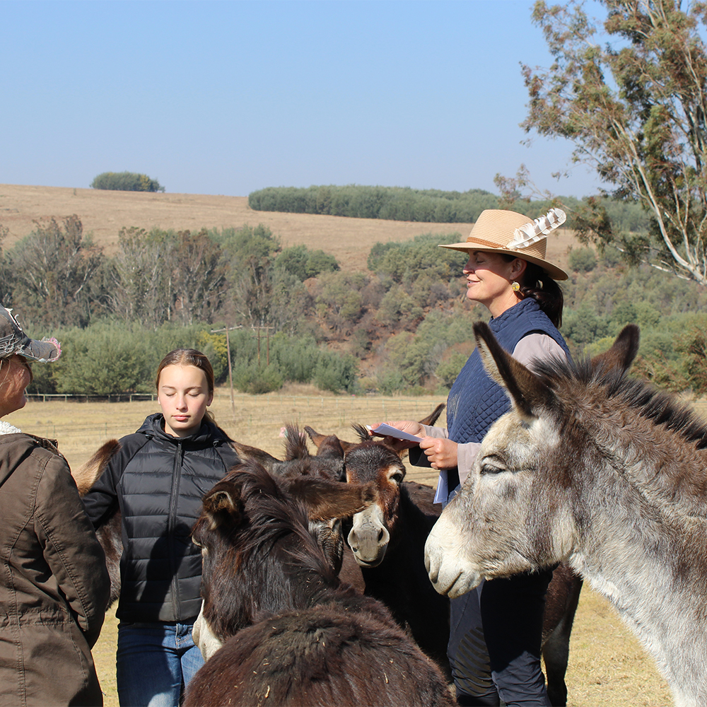 The donkey who joined the meditations - after