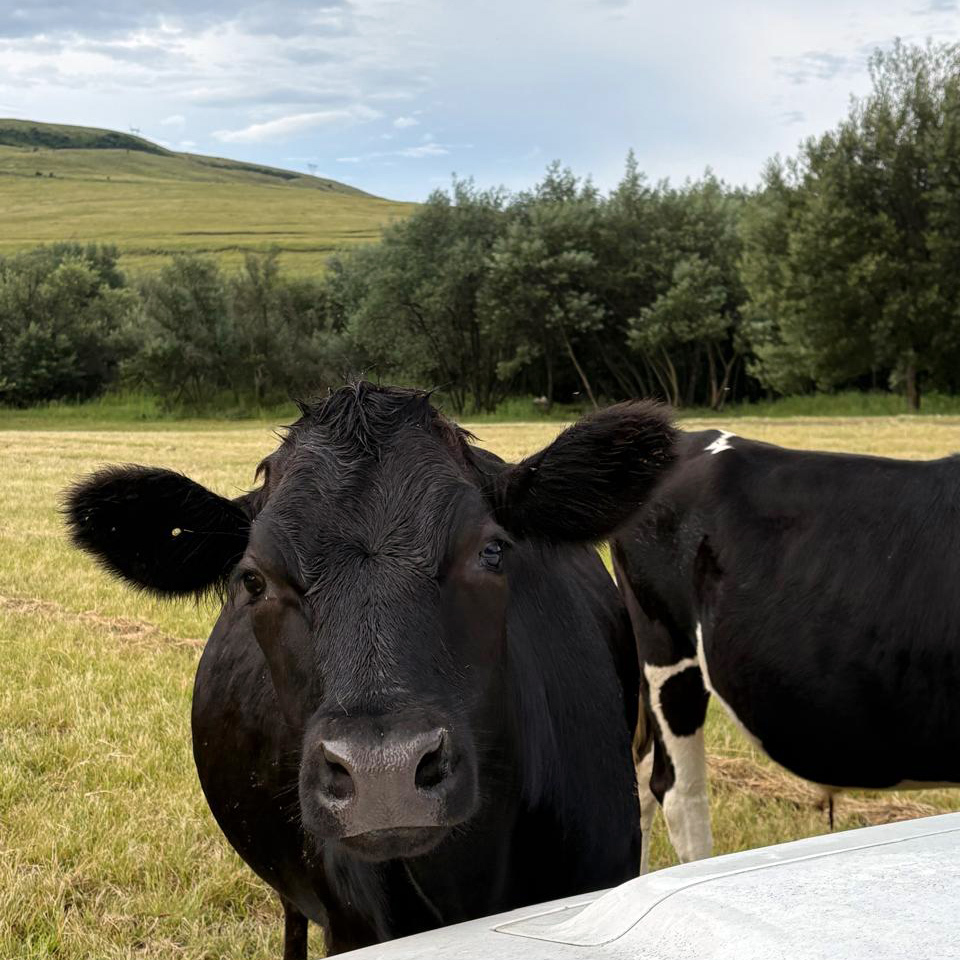 A curious cow in the Waterhoek pasture