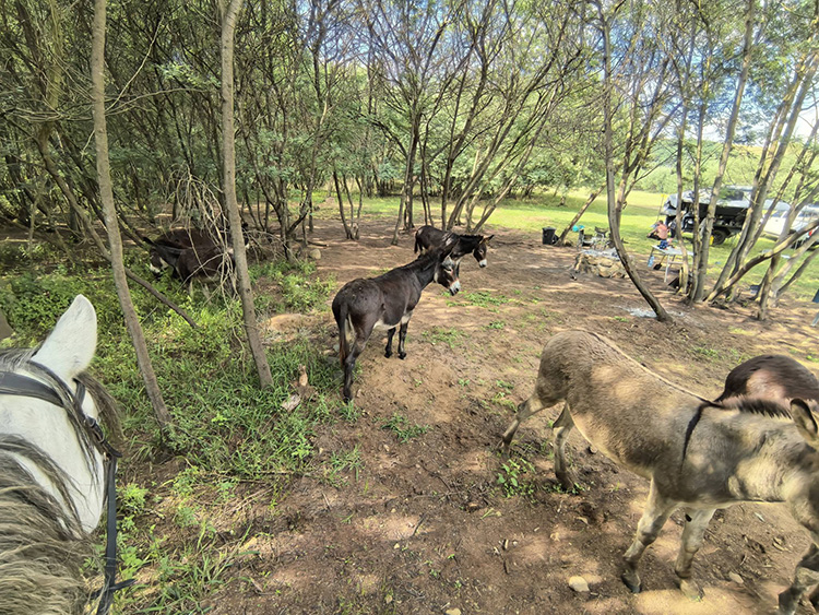 Camp 4 • Open Sky - Donkeys wandering through camp