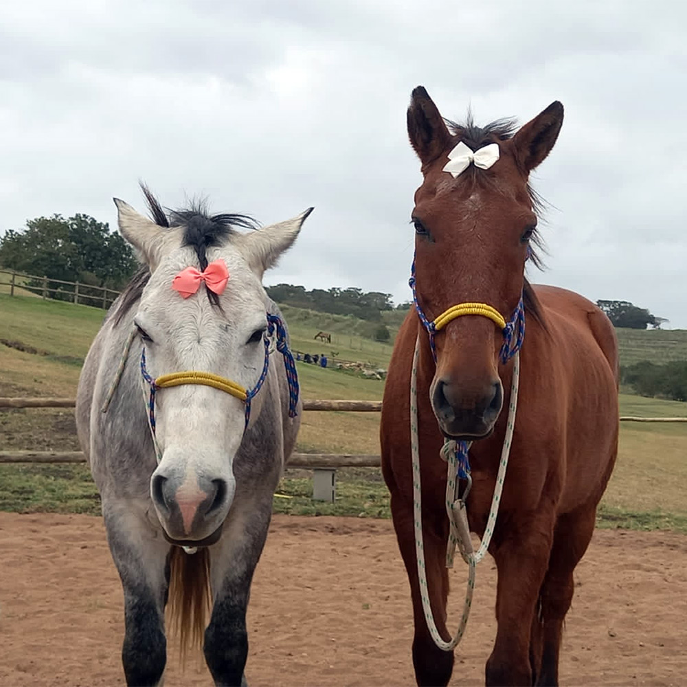 Image: meet the horses
