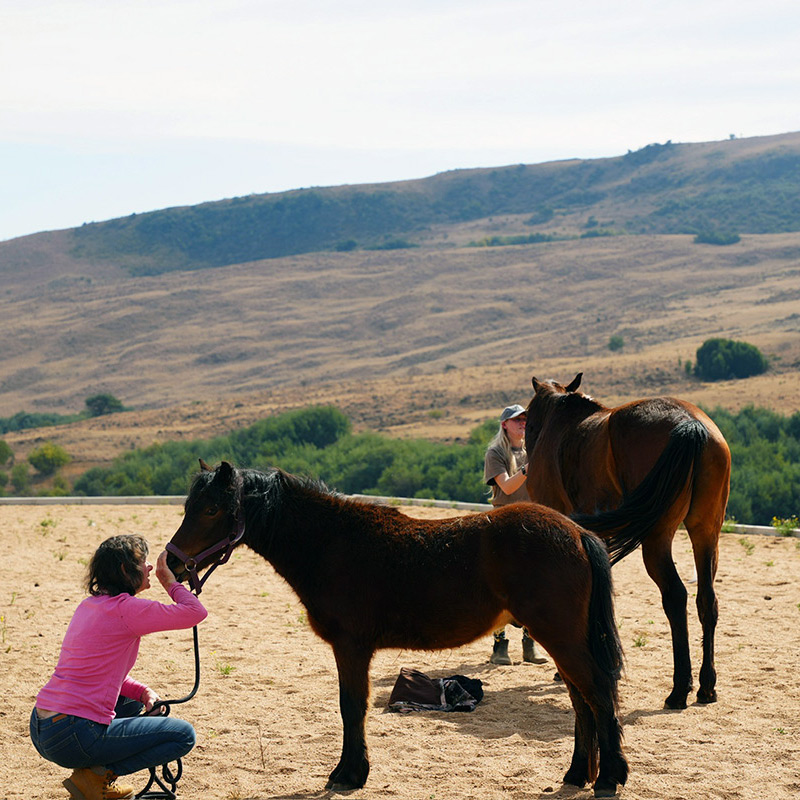 Horse connection hero image