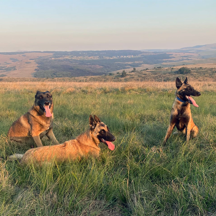 Image: meet the farm dogs