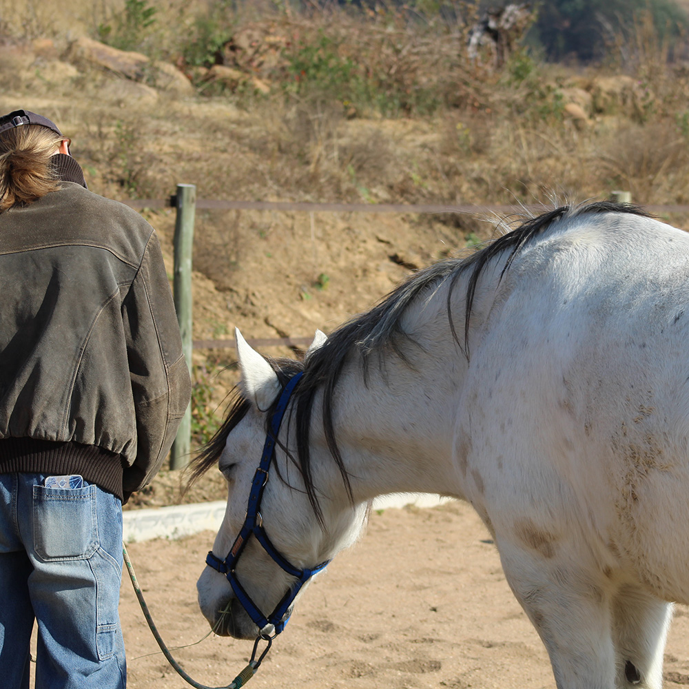 Groundwork session with a horse