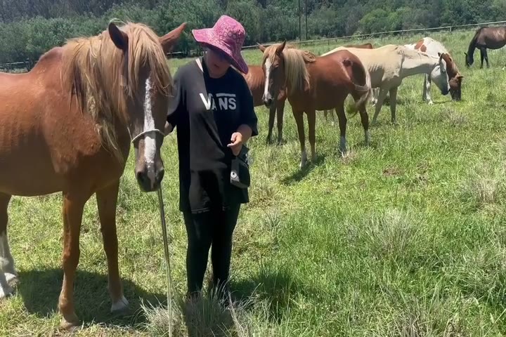 Horse transformation documentary