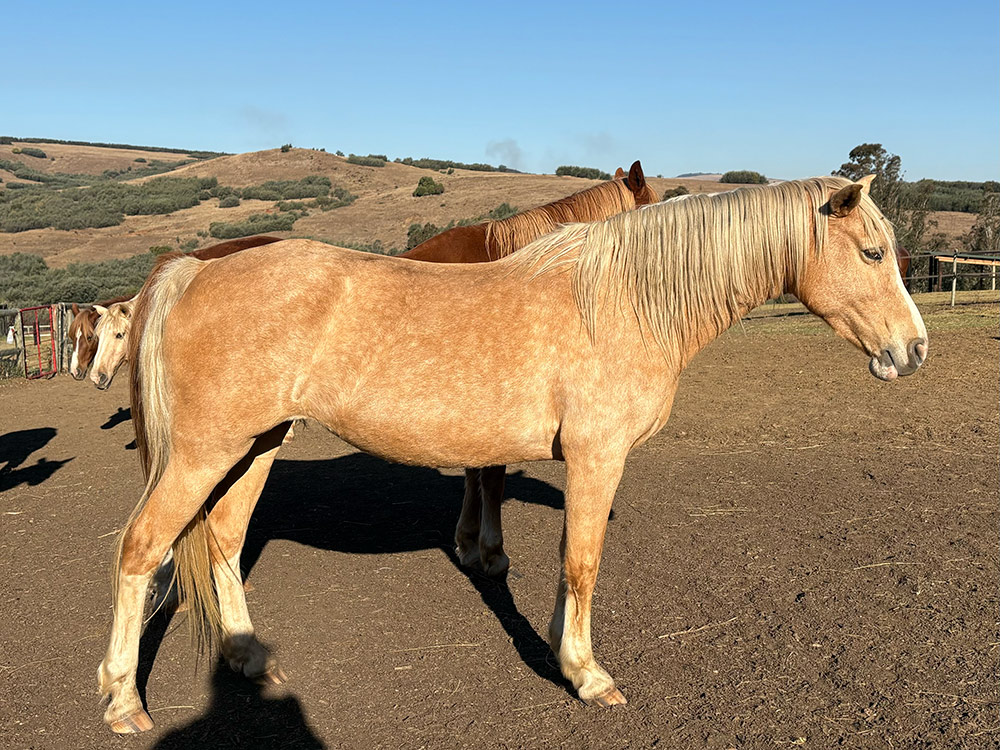 Clarabella – A Second Chance at Life — photo 3