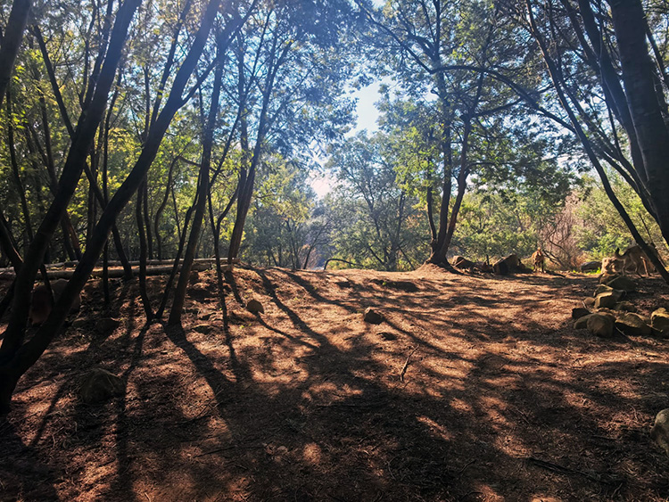 Camp 2 • Whispering Spirit - Shaded woodland clearing