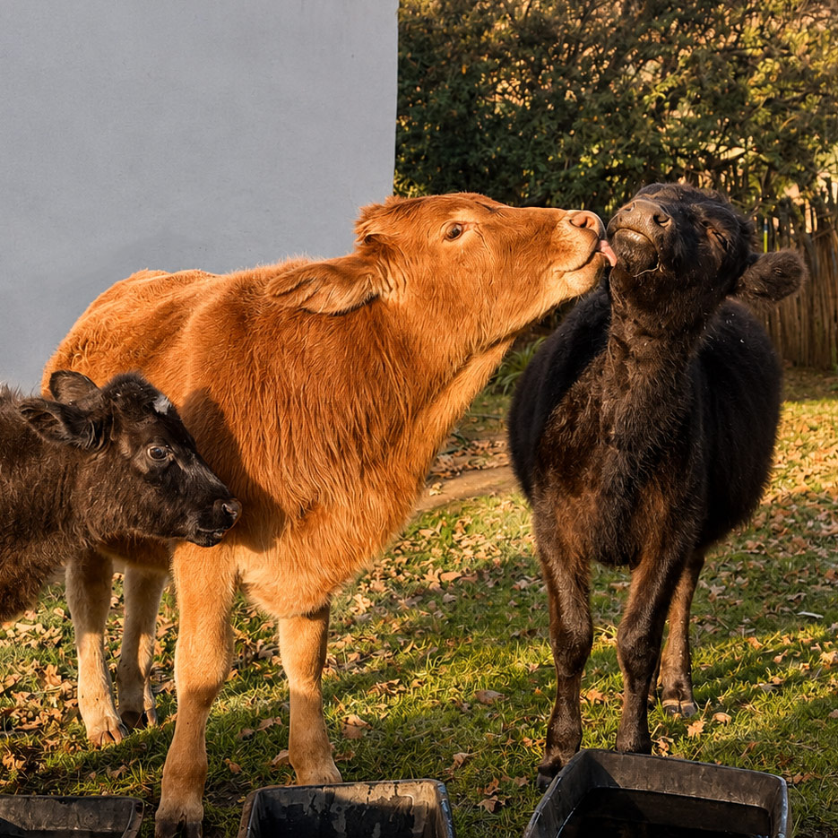 Cow / pig peaceful portrait