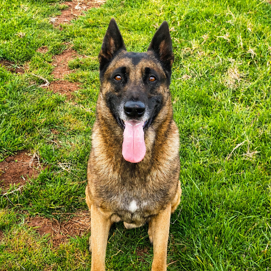 Farm Dogs & Chickens