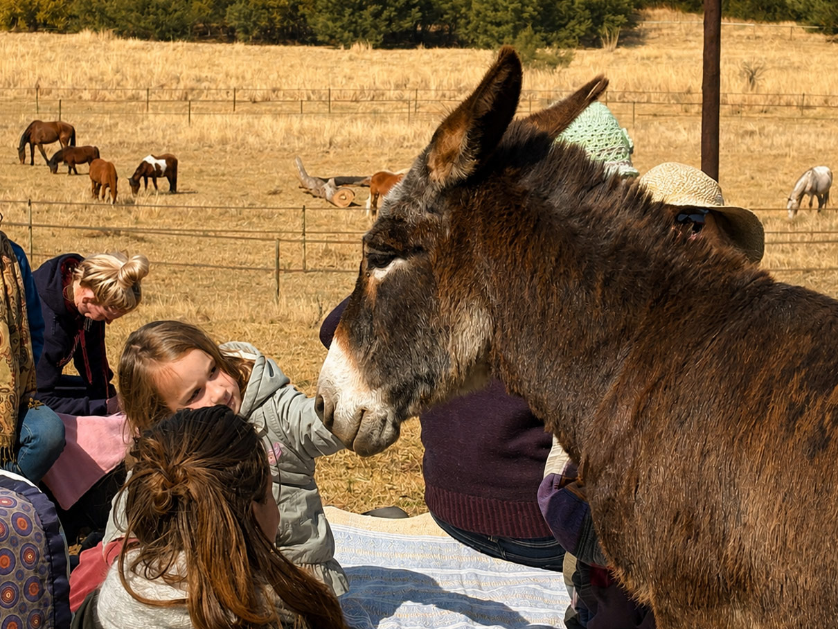 Friendly donkey greeting visitors at the paddock