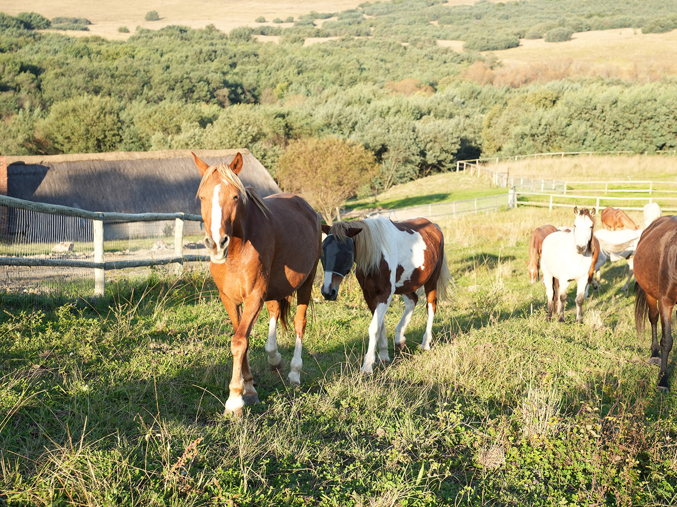 Herd of horses in a Midlands pasture at golden hour