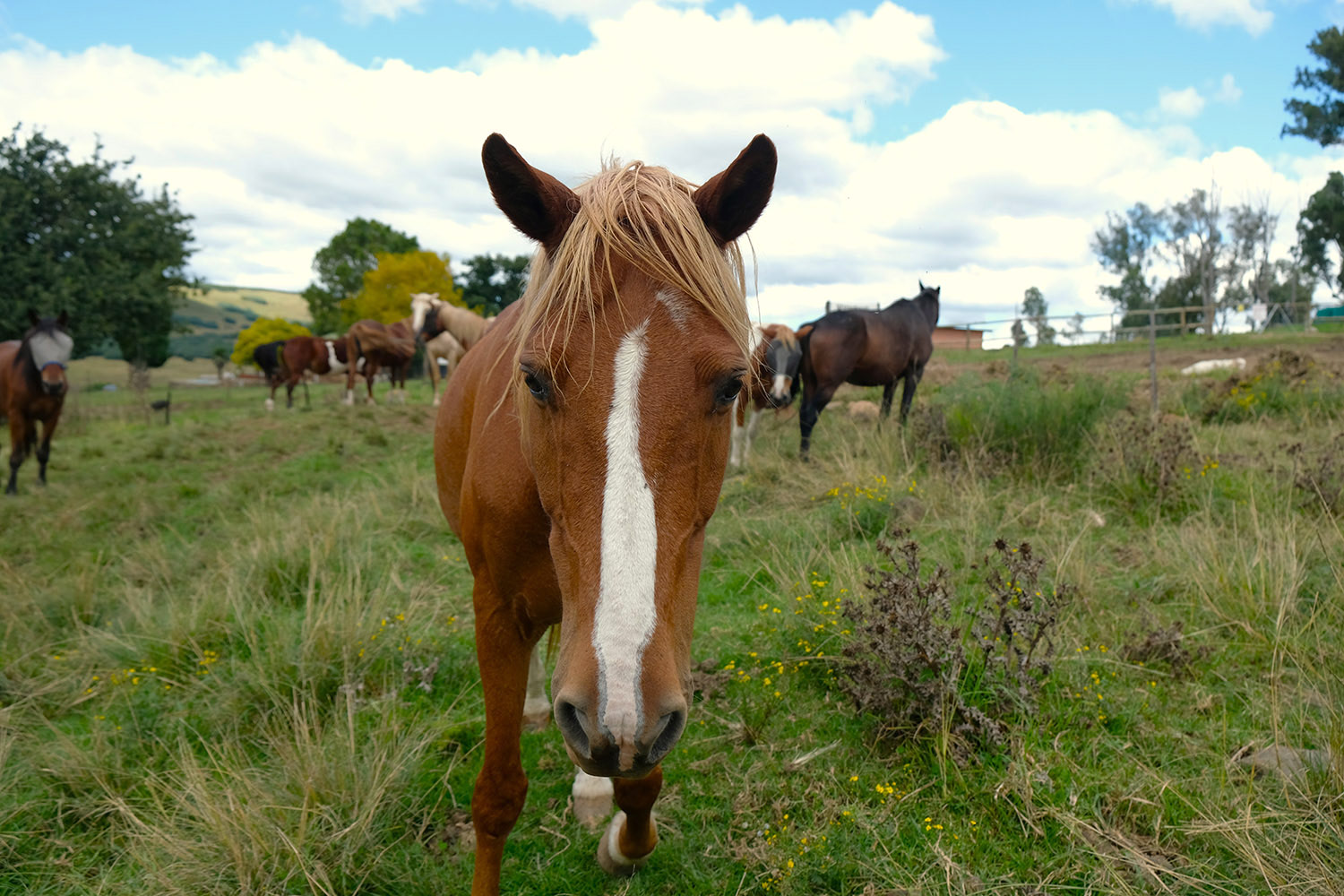 Chestnut horse with a soft, curious gaze