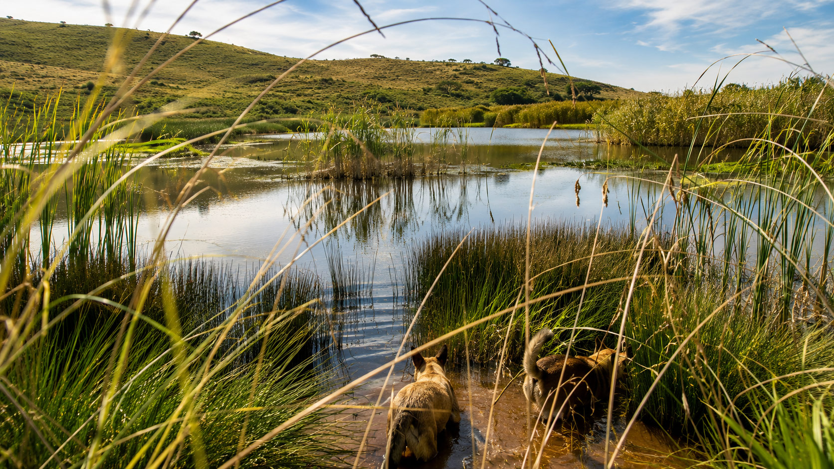 Farm dogs wading into the reedy dam