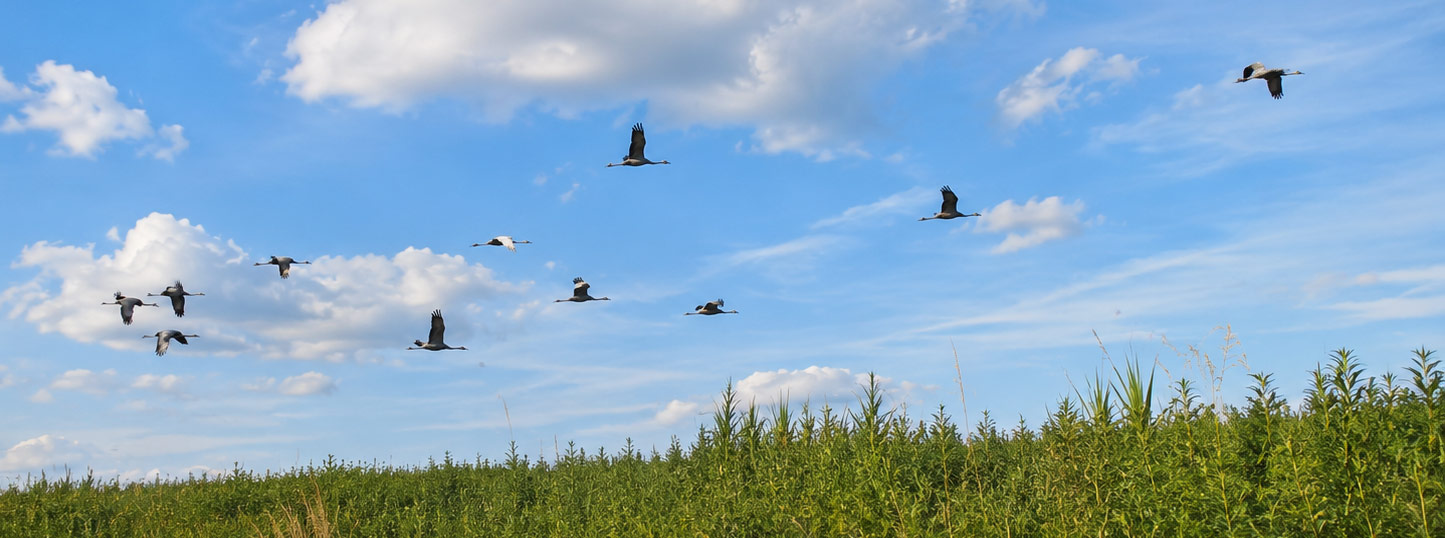 Cranes in flight above the wetlands