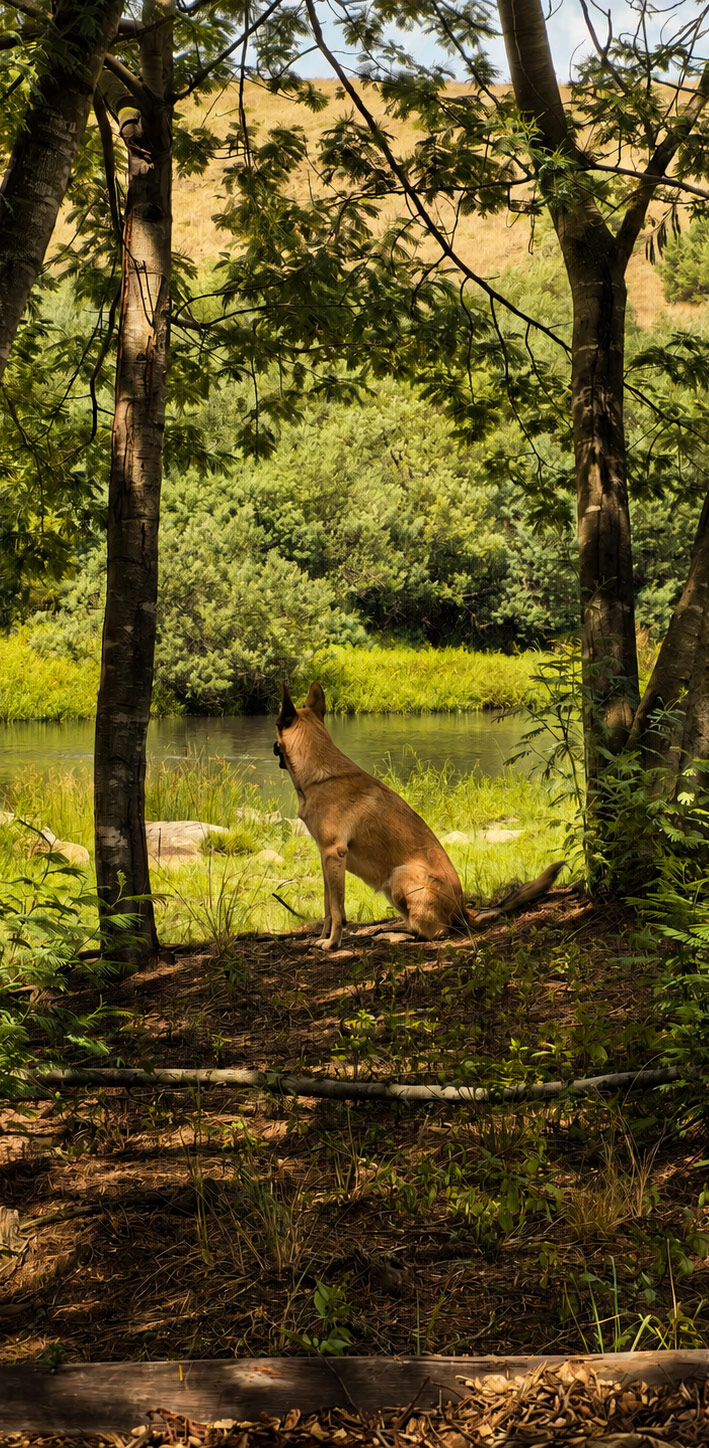 Farm dog resting by the river in dappled light